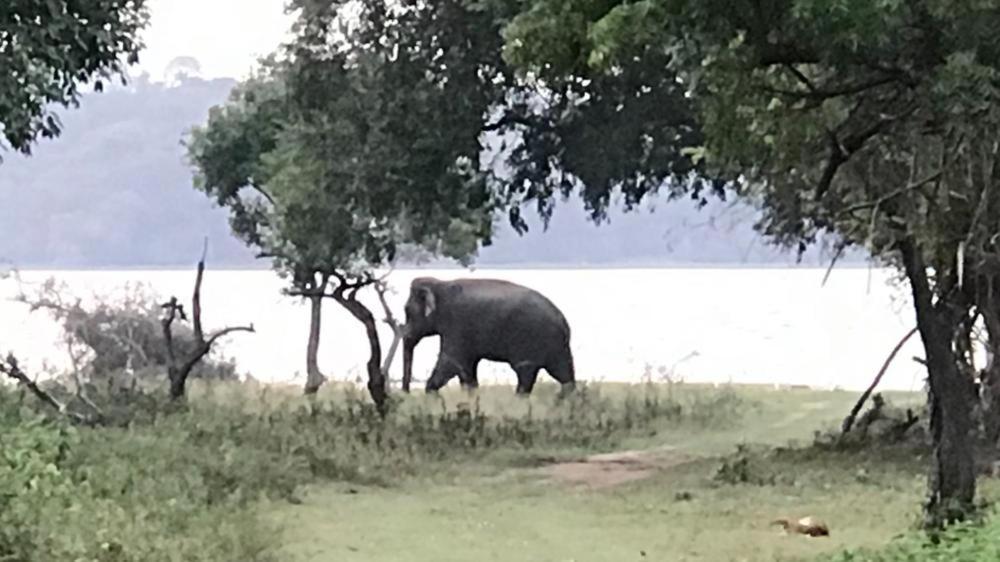 Aswadduma Hotel Dambulla Eksteriør bilde